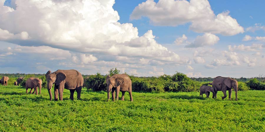 Viewing Big Five wildlife in Chobe National Park