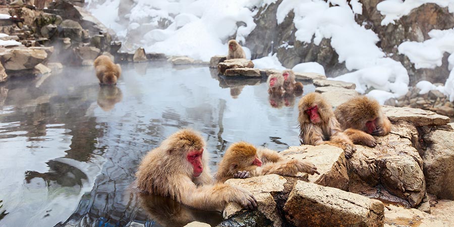 Snow Monkeys Snow Monkeys
