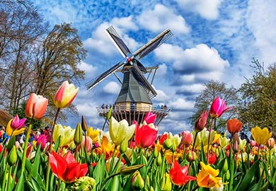 Tulips Cruise Tulips Cruise