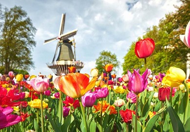 Tulips Cruise