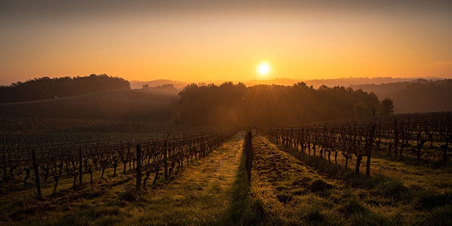 A dramatic sunset falls over a Bordeaux vineyard.